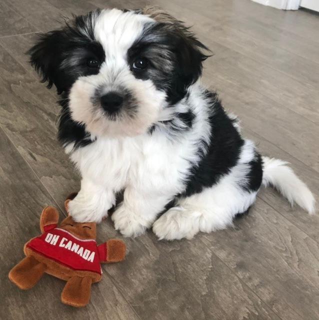 Available havanese puppies, Ontario GTA breeder, CKC registered